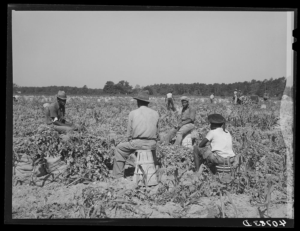 Group of Florida migrants waiting for the foreman before going to work in the potato field. They are paid a dollar a day.…