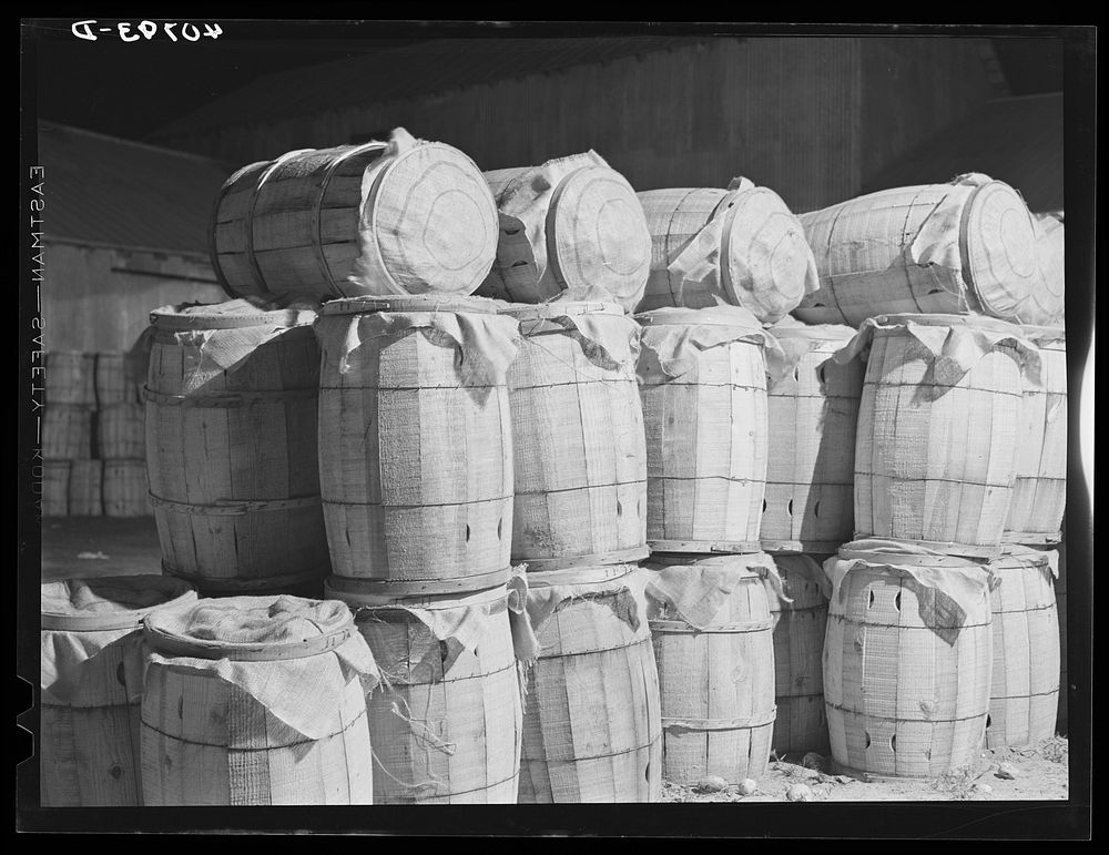 Sacks of potatoes waiting at the freight station for shipment to northern cities. Camden, North Carolina. Sourced from the…