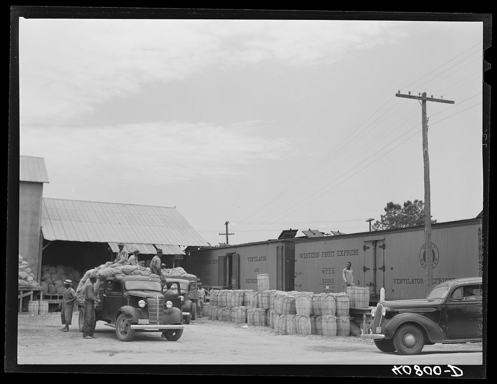 A potato grading station. Camden, North Carolina. Sourced from the Library of Congress.