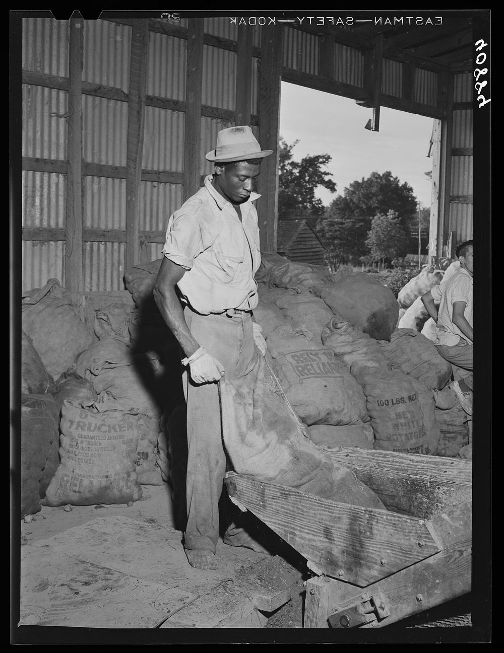 Migratory agricultural workers at the "hopper" end of the grader at Belcross, North Carolina. Sourced from the Library of…