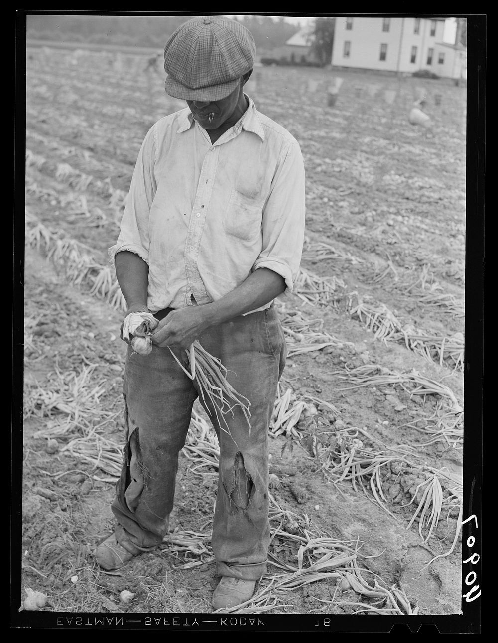 Migratory agricultural worker cutting off top on onions in a field near Cedarville, New Jersey. Sourced from the Library of…