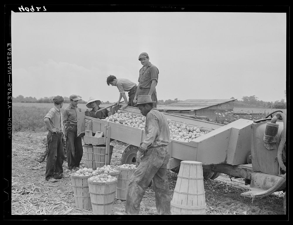 [Untitled photo, possibly related to: Migratory agricultural workers at an onion grader near Cedarville, New Jersey].…