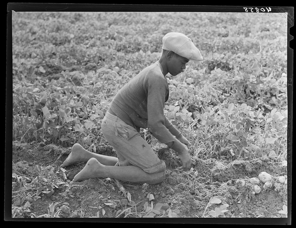Migratory potato picker in a field owned by T.C. Sawyer of Belcross, North Carolina. Sourced from the Library of Congress.
