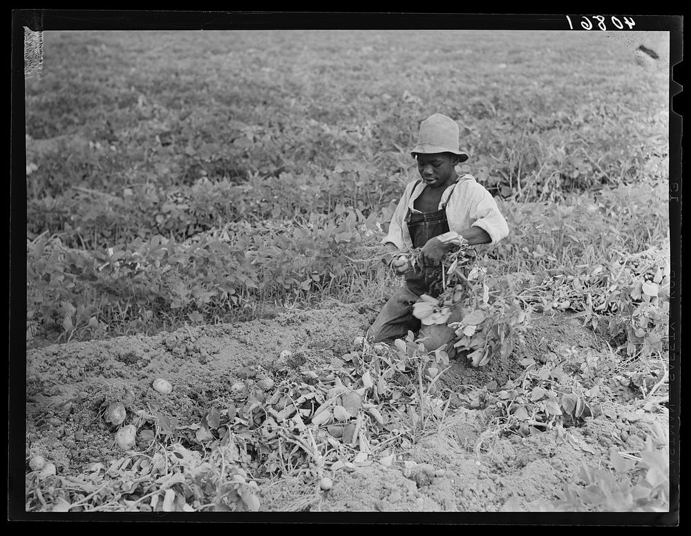 Migratory potato picker in a field owned by T.C. Sawyer of Belcross, North Carolina. Sourced from the Library of Congress.