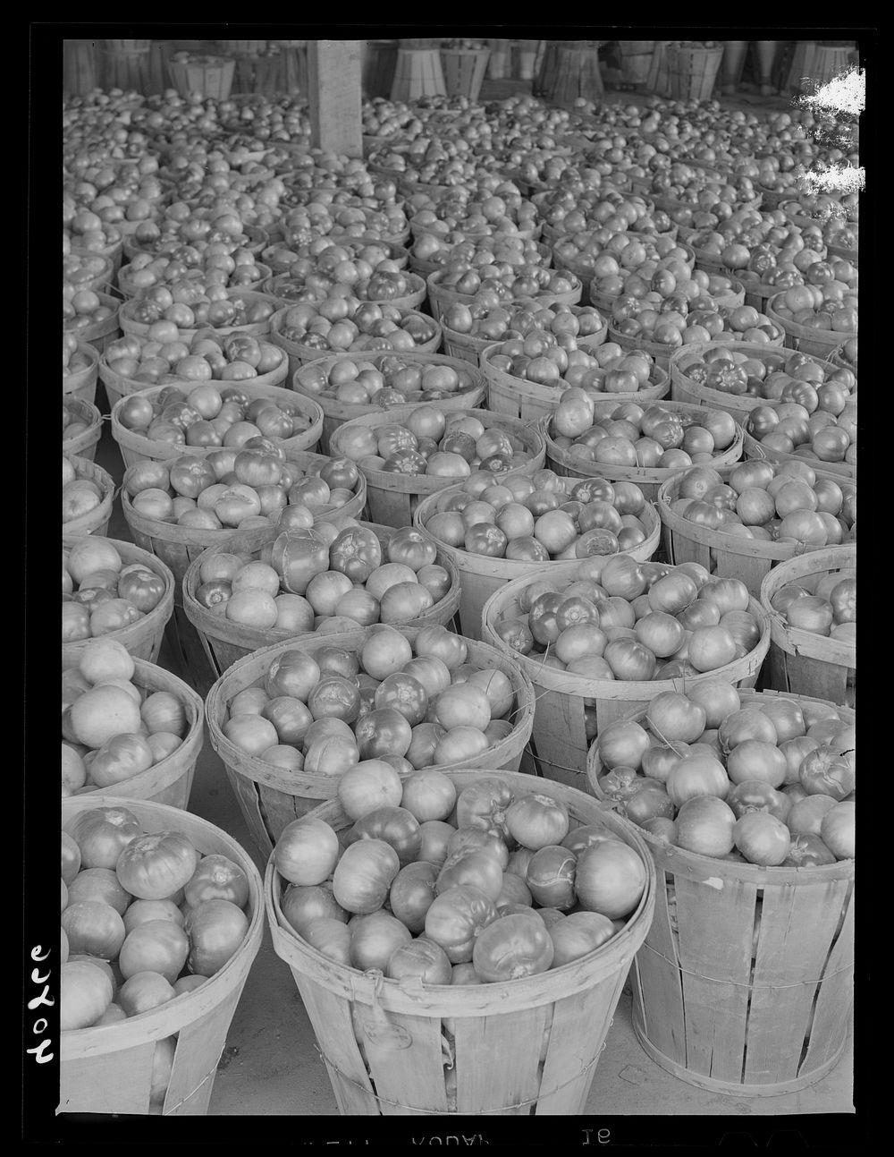Green tomatoes at the Kings Creek Packing Company. Kings Creek, Maryland. Sourced from the Library of Congress.