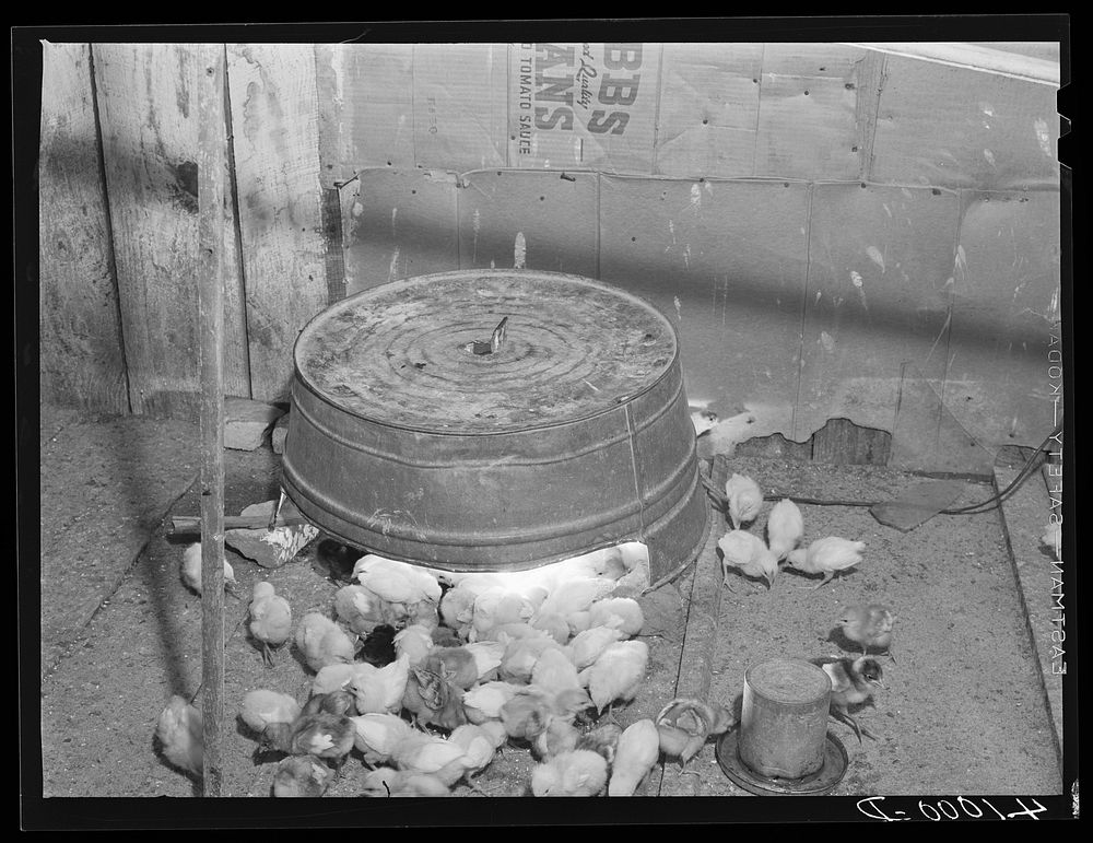 A chicken brooder made out of an old washtub by FSA (Farm Security Administration) client Harry Handy. Scotland, Maryland.…