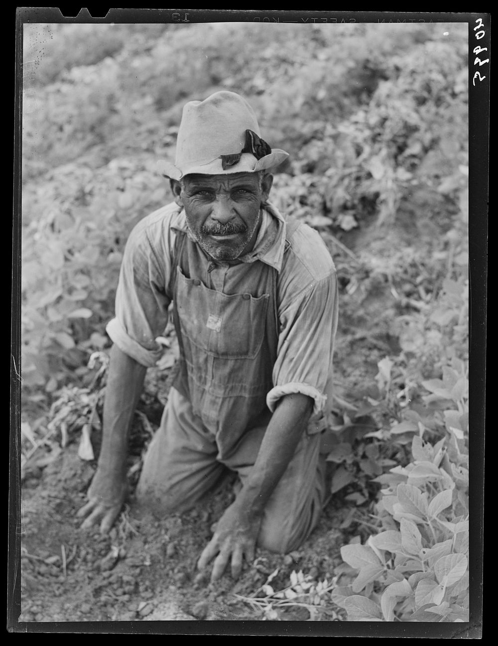 Migratory potato picker from Florida at work in the fields of T.C. Sawyer of Belcross, North Carolina. Sourced from the…