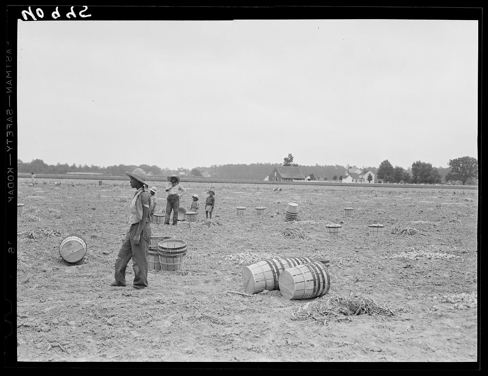 Migratory workers in an onion field near Accomac, Virginia. Sourced from the Library of Congress.