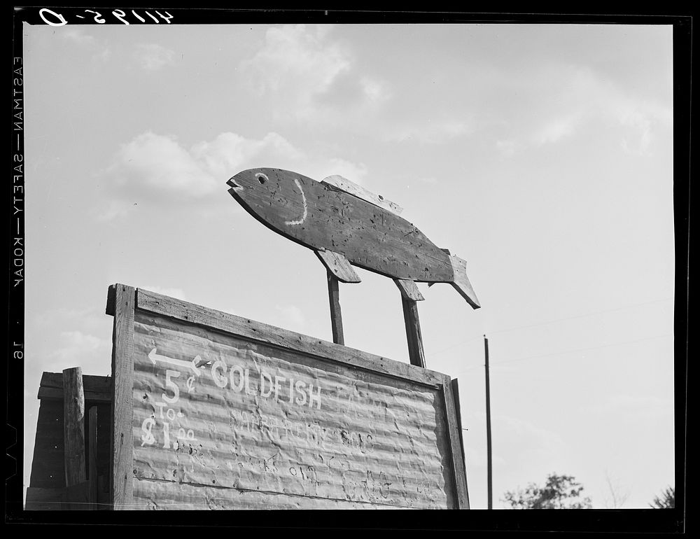[Untitled photo, possibly related to: Sign at Reitz's farm advertising goldfish for sale. Ralph Reitz is a member of the Tri…