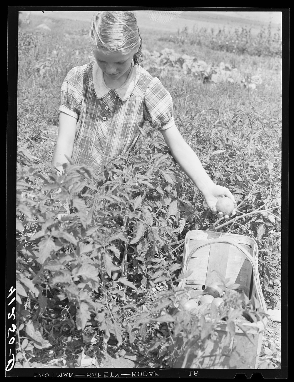 [Untitled photo, possibly related to: Picking tomatoes for sale at the Tri-County Farmers Co-op Market at the Du Bois…
