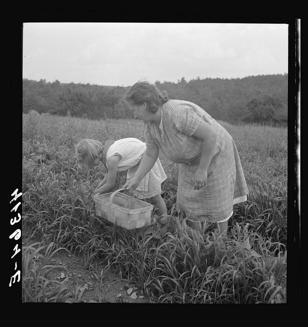 [Untitled photo, possibly related to: Mrs. Merritt Bundy and her daughter picking beans for sale at the Tri-County Farmers…