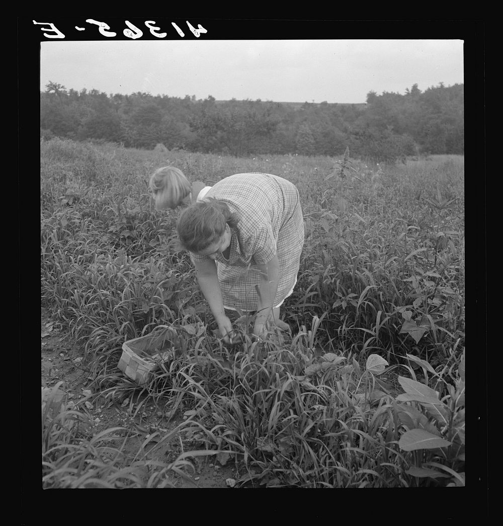 [Untitled photo, possibly related to: Mrs. Merritt Bundy and her daughter picking beans for sale at the Tri-County Farmers…