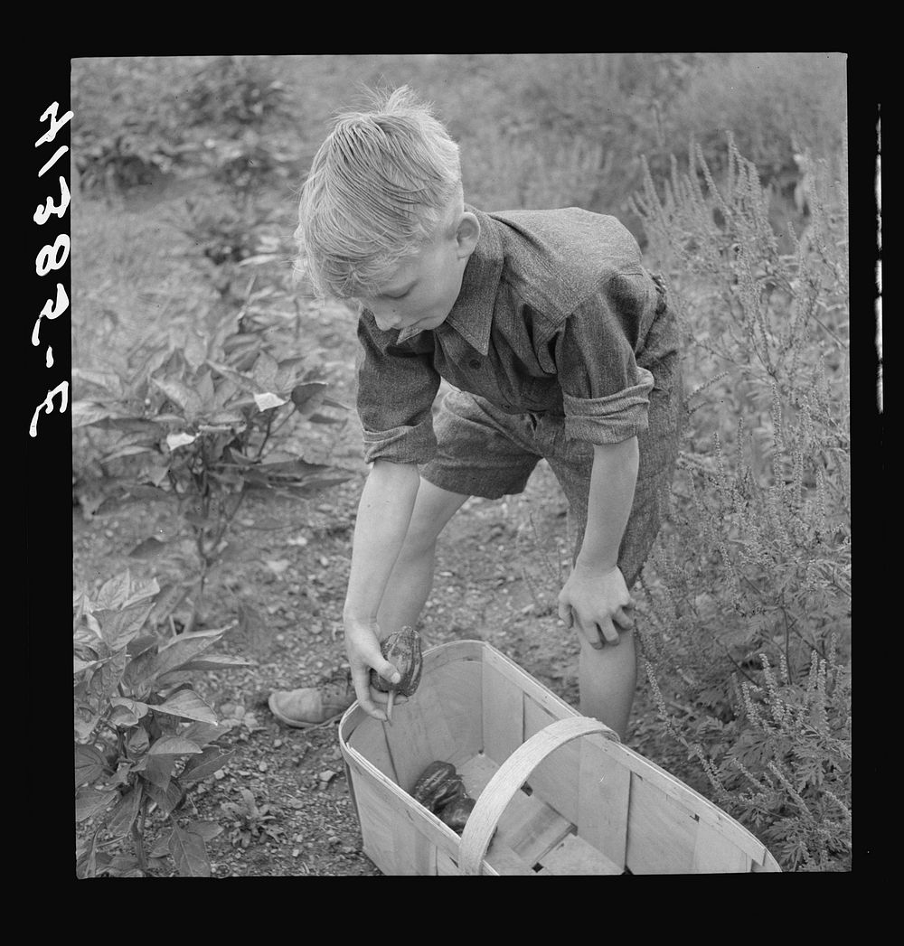Charles Reitz picking peppers on their farm near Falls Creek, Pennsylvania for sale at the Tri-County Farmers Co-op market…