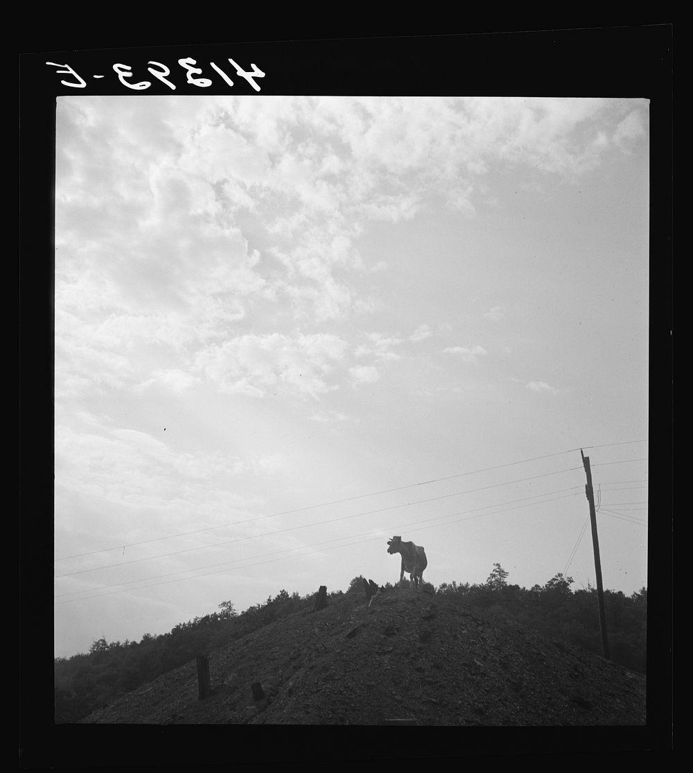 Cow on slagplile. Coal Hollow, Pennsylvania. Sourced from the Library of Congress.
