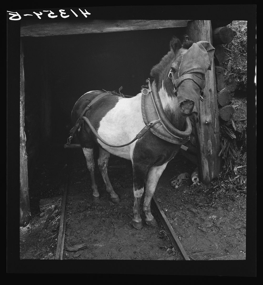 [Untitled photo, possibly related to: Mr. Merritt Bundy of Tri-County Farmers Co-op Market at Du Bois, Pennsylvania, at the…