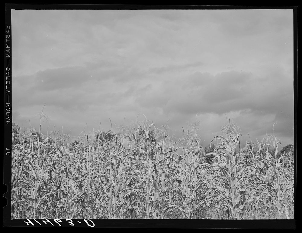 Frostbitten corn in Rumsey Hill. They had a very early frost. Near Erin, New York. Sourced from the Library of Congress.