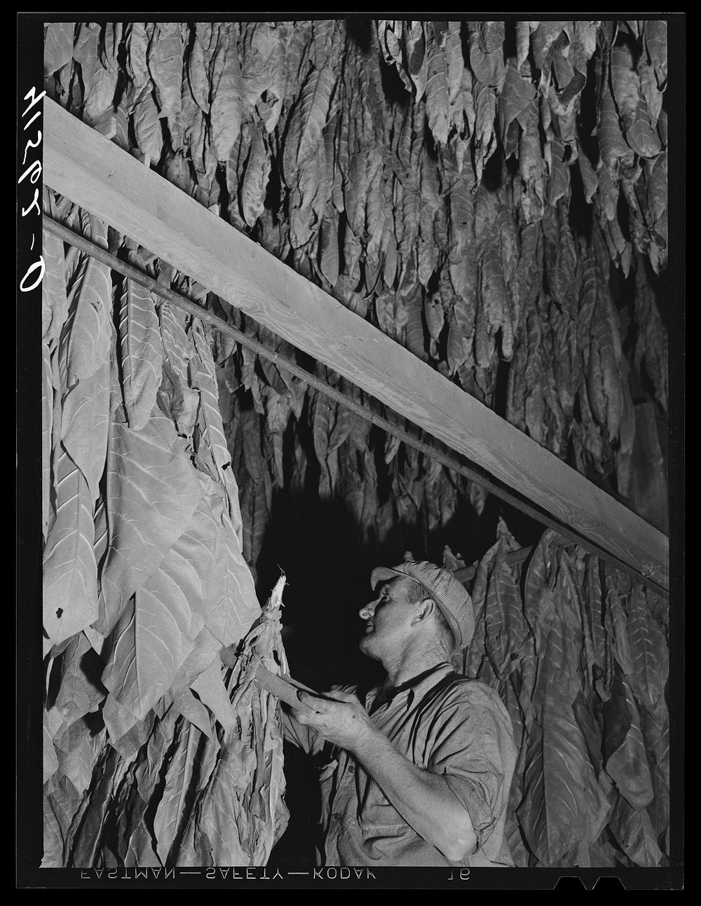 Mr. Colson, tobacco farmer near Suffield, Connecticut, hanging tobacco to dry in his barn. Sourced from the Library of…