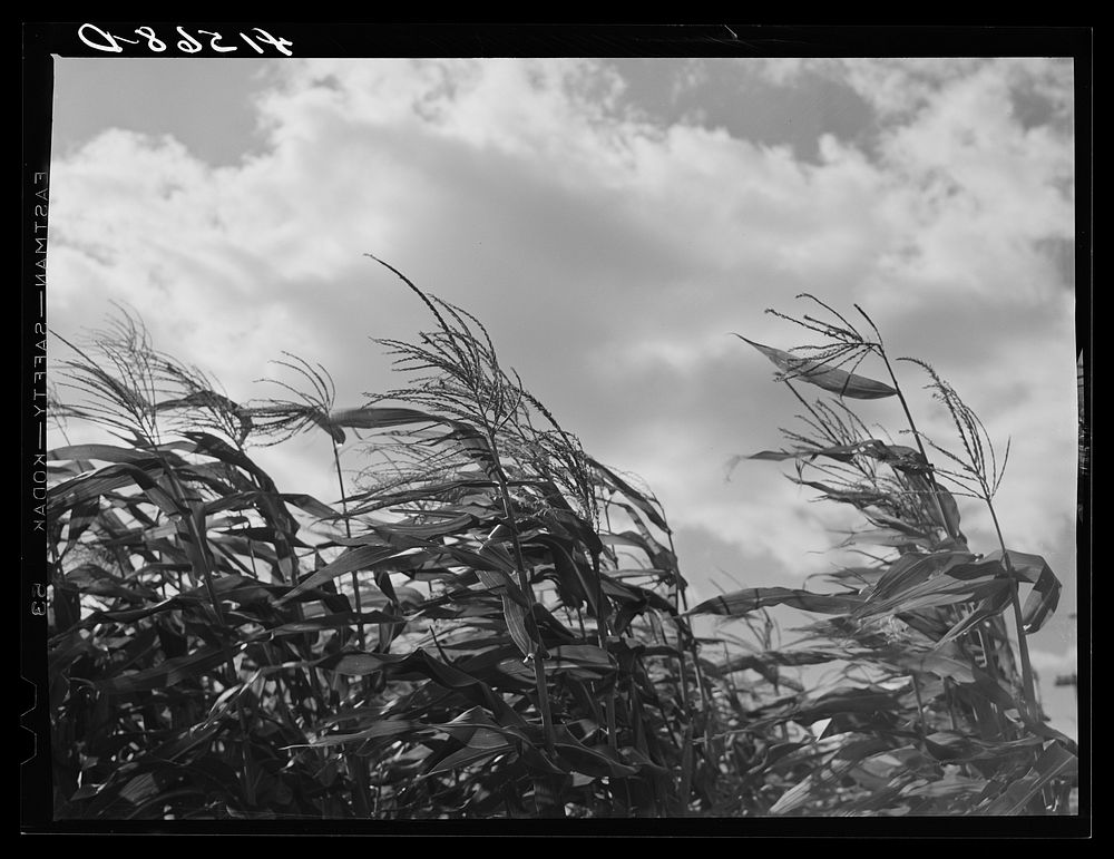 [Untitled photo, possibly related to: Corn blowing in the wind on a farm near Suffield, Connecticut]. Sourced from the…