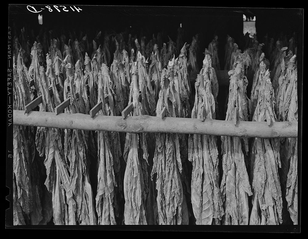 [Untitled photo, possibly related to: Tobacco hanging in a barn on a farm near Suffield, Connecticut]. Sourced from the…