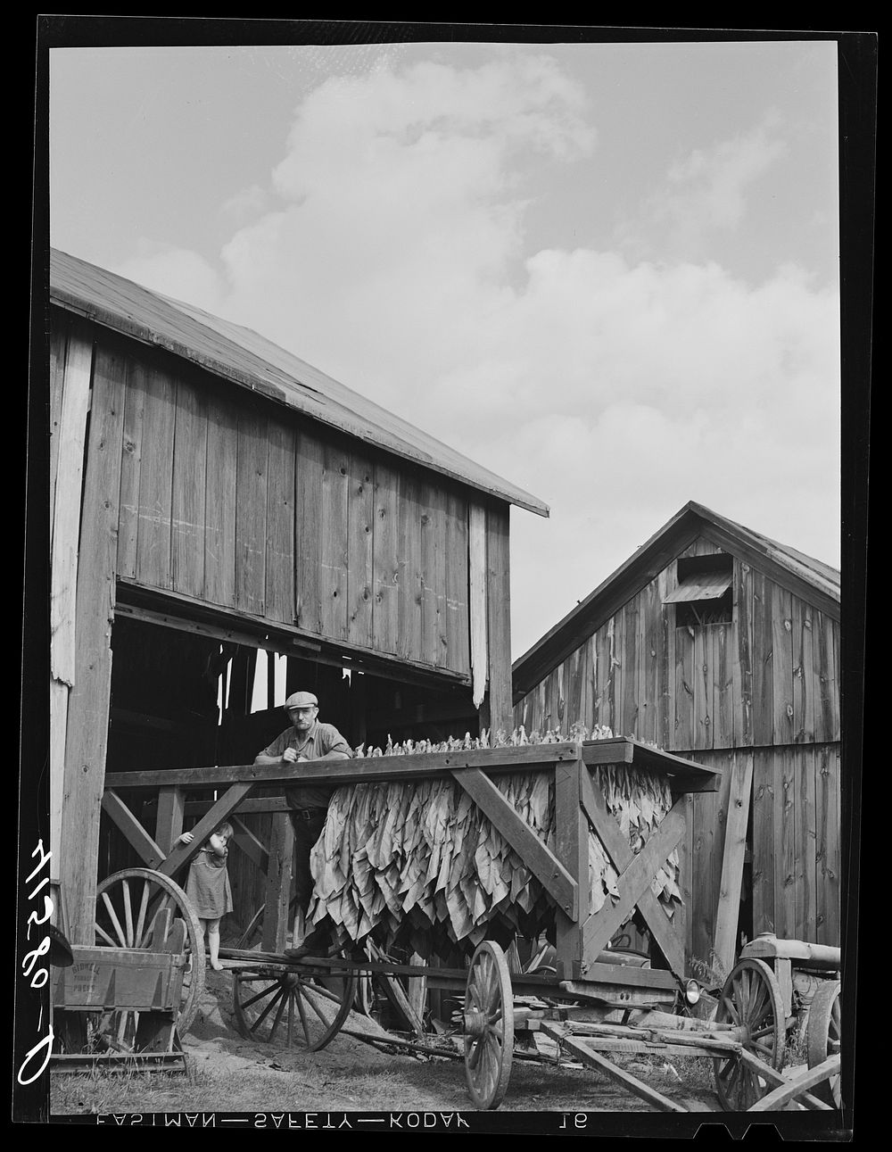 Mr. Colson with the last tobacco brought in from the field to be hung in the barn for curing. Suffield, Connecticut. Sourced…