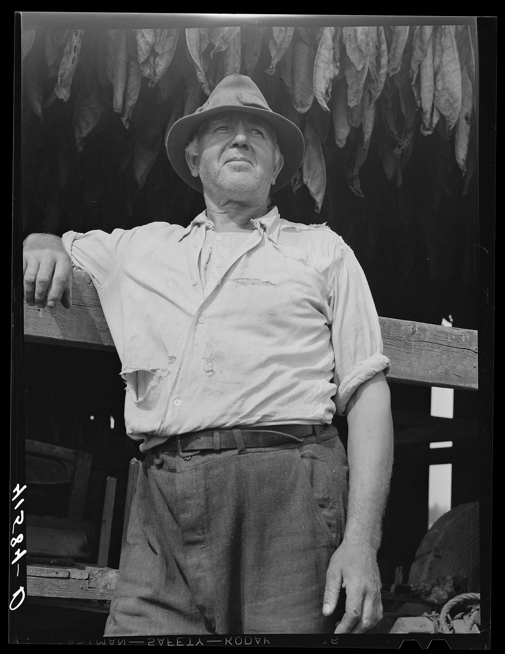 [Untitled photo, possibly related to: Mr. Andrew Lyman, Polish FSA (Farm Security Administration) client and tobacco farmer…