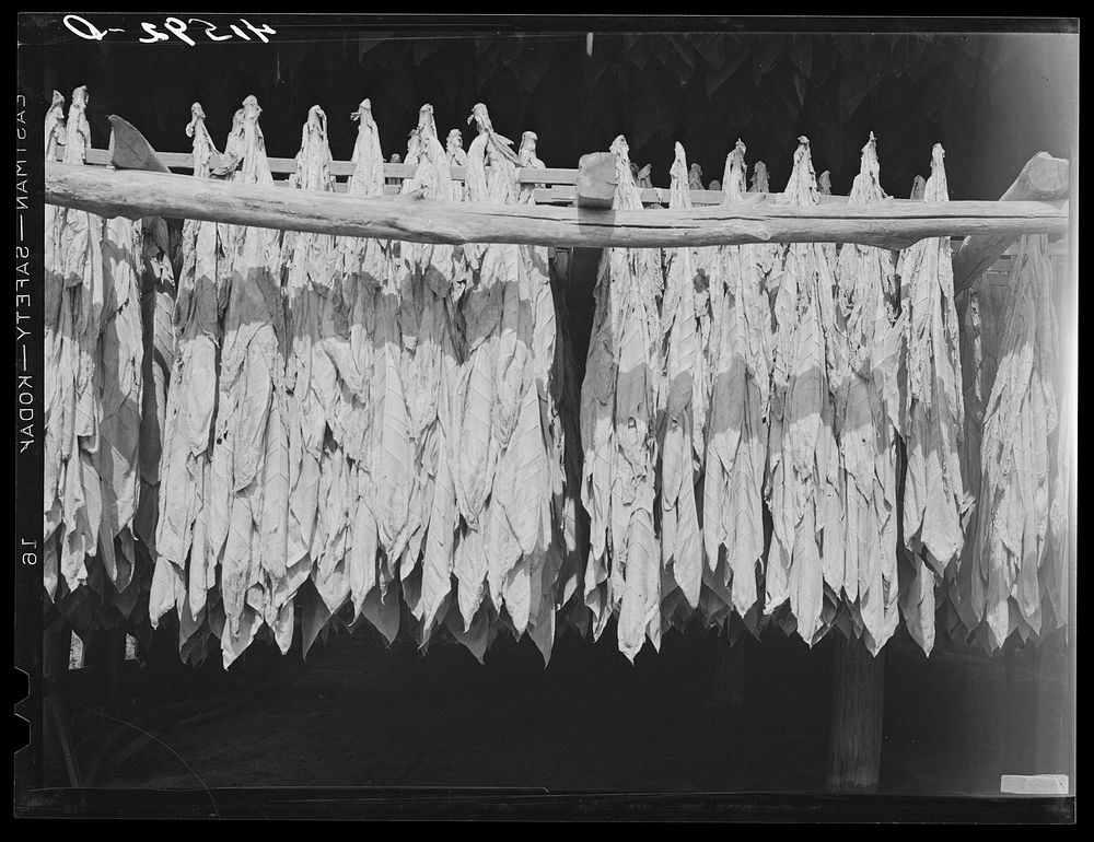 Tobacco hanging in a barn on a farm near Suffield, Connecticut. Sourced from the Library of Congress.