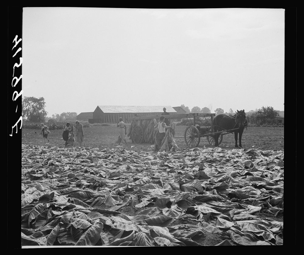 [Untitled photo, possibly related to: Field of tobacco and tobacco barn near Warehouse Point, Connecticut]. Sourced from the…