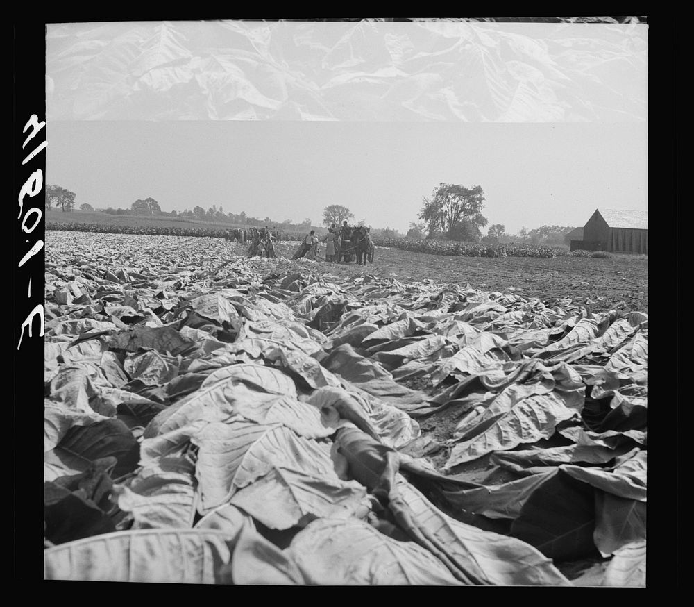 [Untitled photo, possibly related to: Field of tobacco and tobacco barn near Warehouse Point, Connecticut]. Sourced from the…