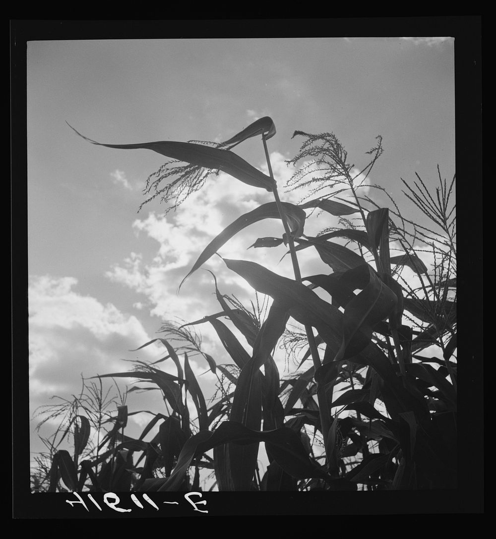 [Untitled photo, possibly related to: Corn blowing in the wind near Suffield, Connecticut]. Sourced from the Library of…