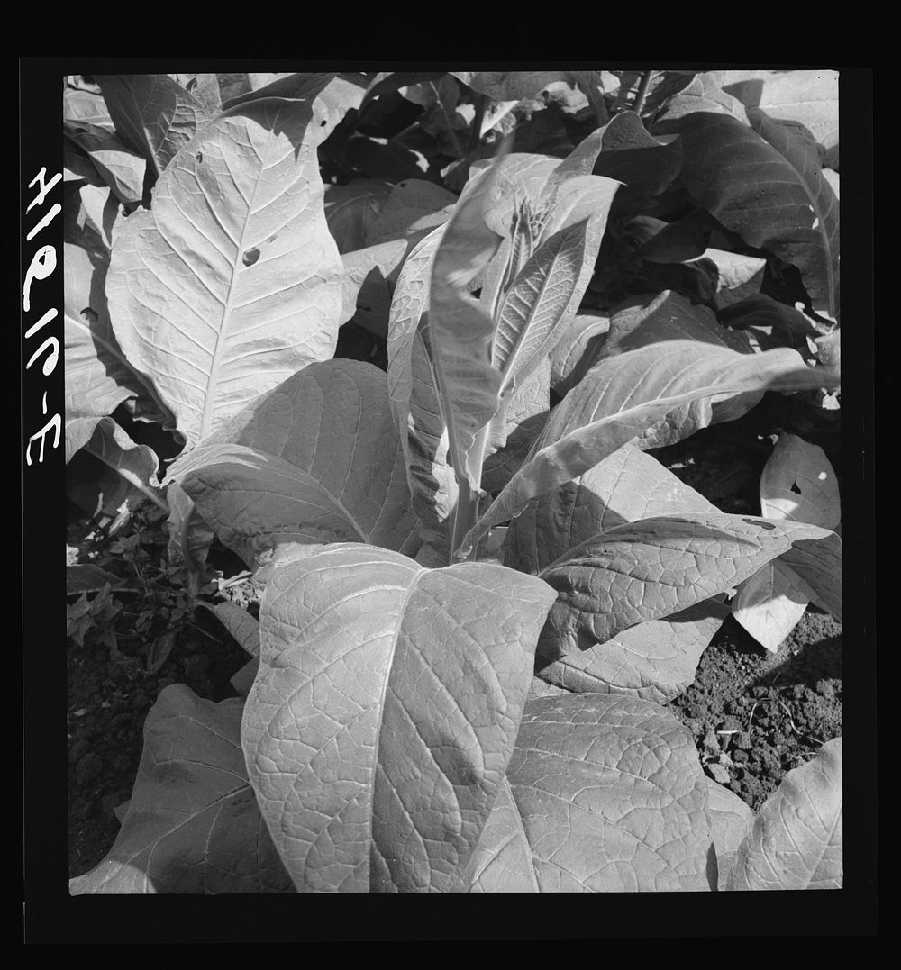 Leaves of tobacco in a field near Warehouse Point, Connecticut. Sourced from the Library of Congress.