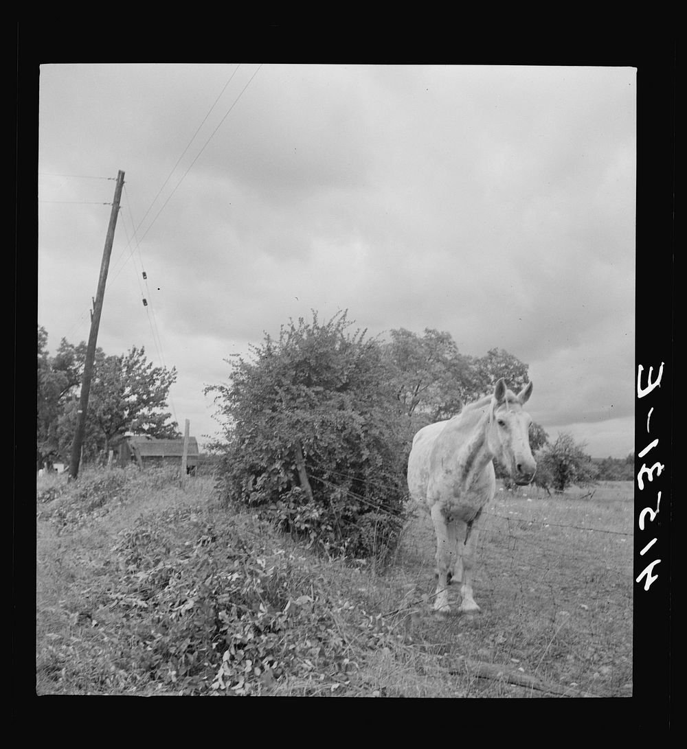 [Untitled photo, possibly related to: Horses in field along Route 79, two miles east of Mecklenburg, New York]. Sourced from…