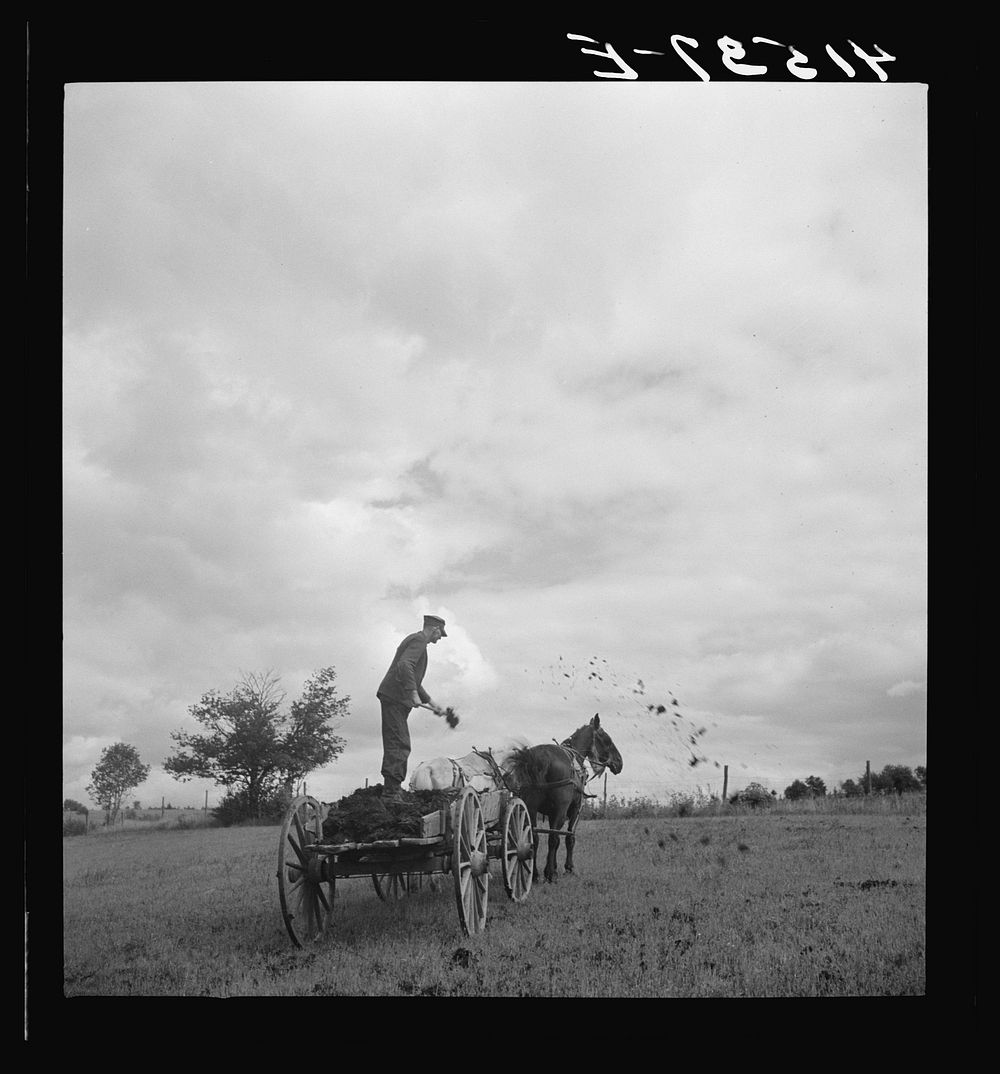 Farmer spreading manure near Odessa, New York. Sourced from the Library of Congress.