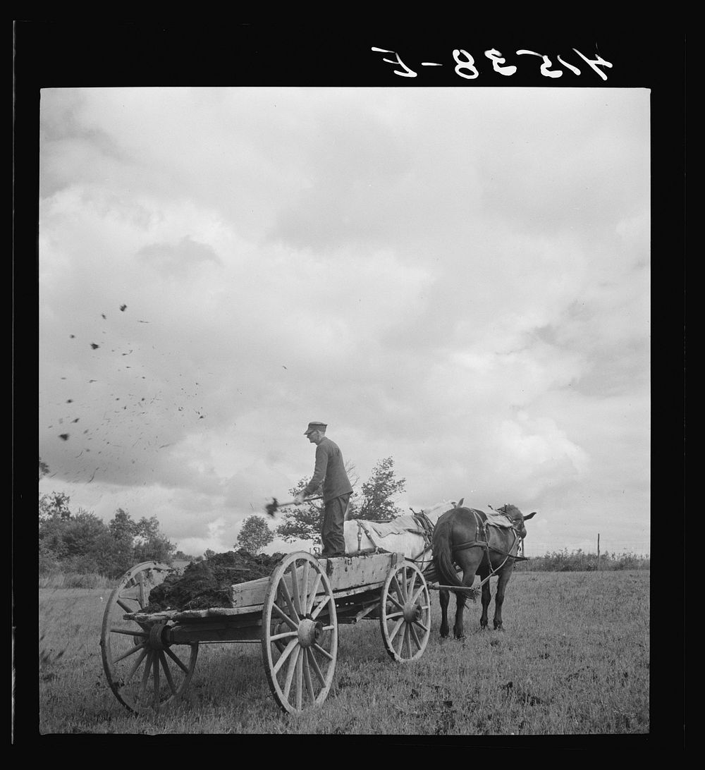 [Untitled photo, possibly related to: Farmer spreading manure near Odessa, New York]. Sourced from the Library of Congress.