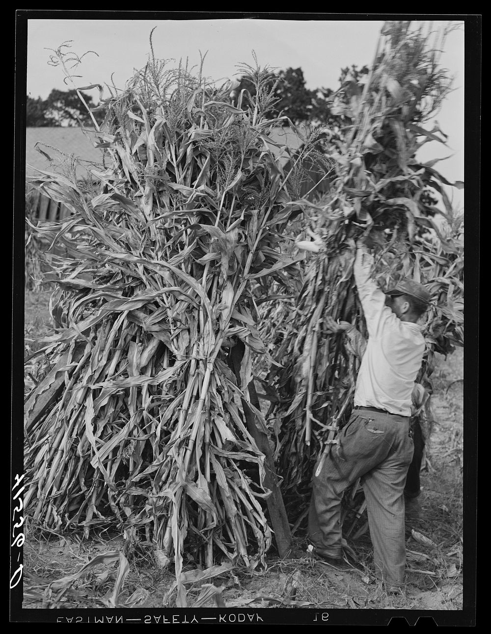 [Untitled photo, possibly related to: Stacking corn on a farm near Windsor Locks, Connecticut]. Sourced from the Library of…