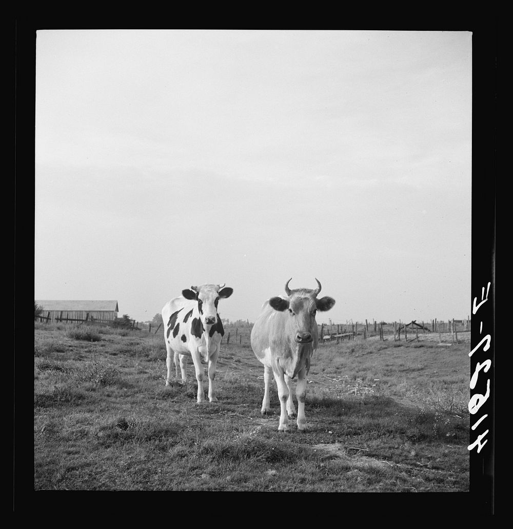 cows-on-a-dairy-farm-free-photo-rawpixel