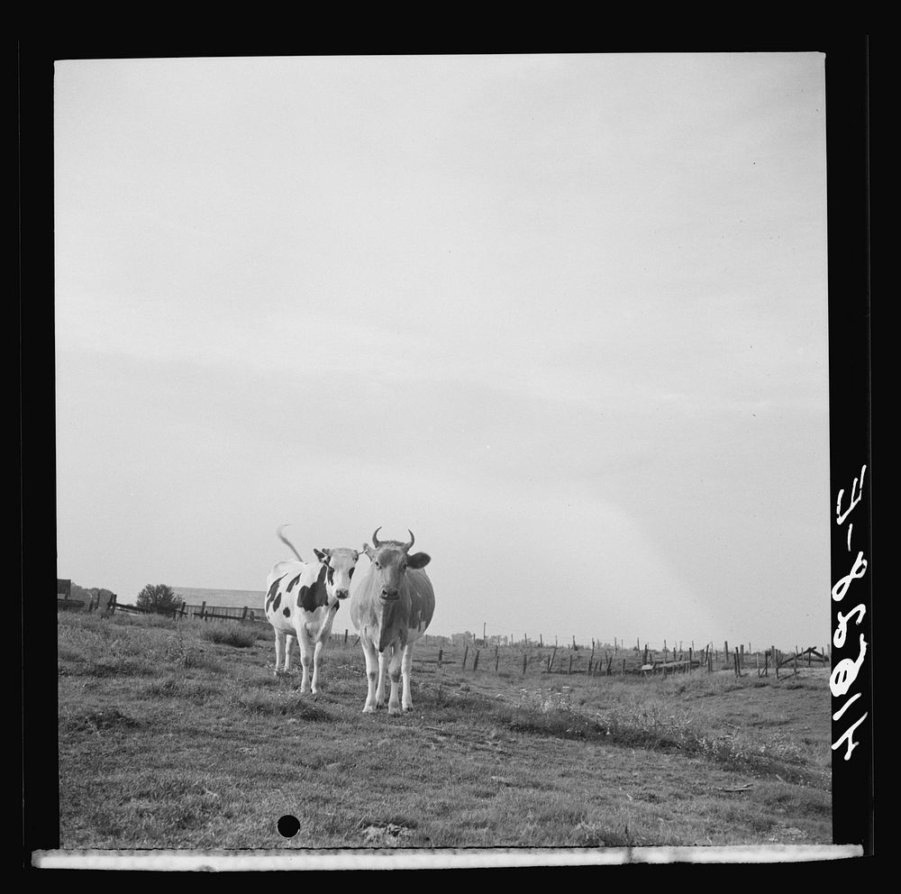 [Untitled photo, possibly related to: Cows on a dairy farm near Suffield, Connecticut]. Sourced from the Library of Congress.