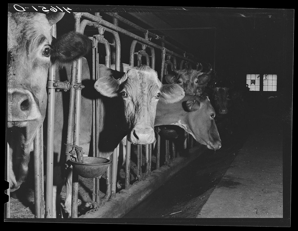 [Untitled photo, possibly related to: Cows on the farm of Mrs. DeWitt Lassen, FSA (Farm Security Administration) client near…