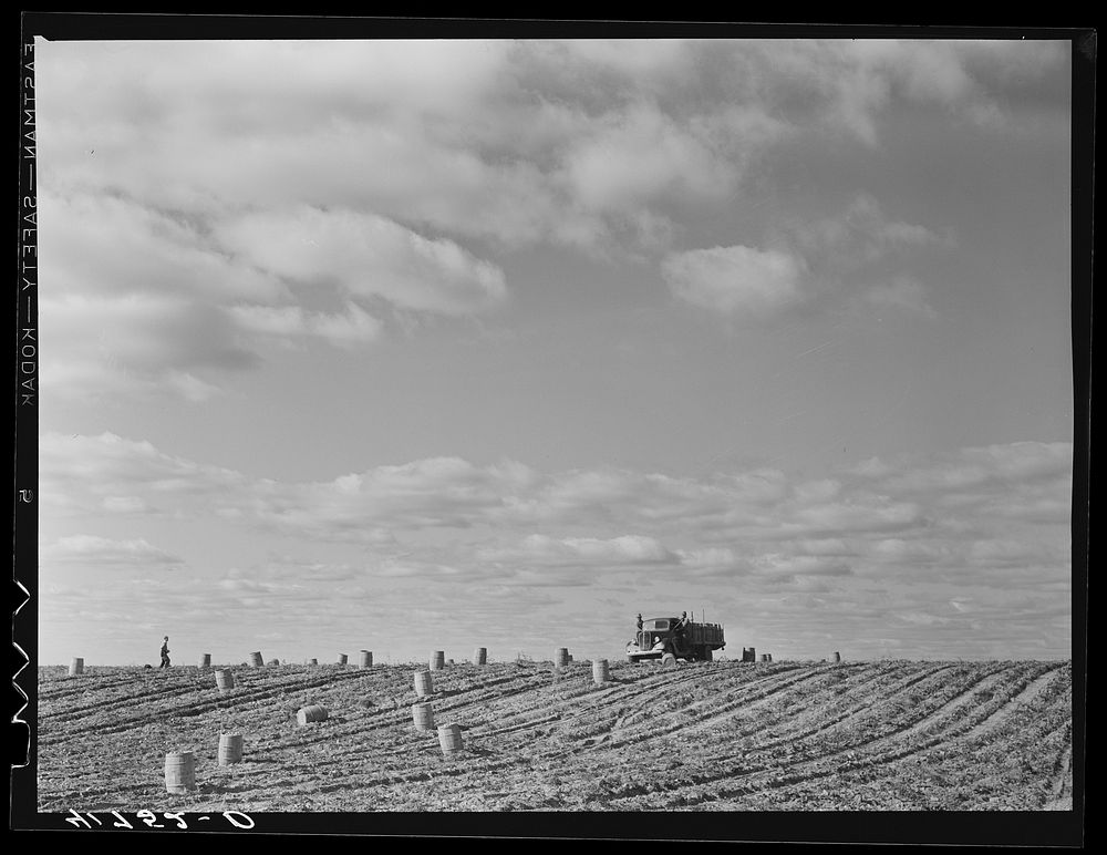 Truck carrying a barrel load of potatoes of the field on one of the farms of the Woodman Potato Company. Near Caribou…