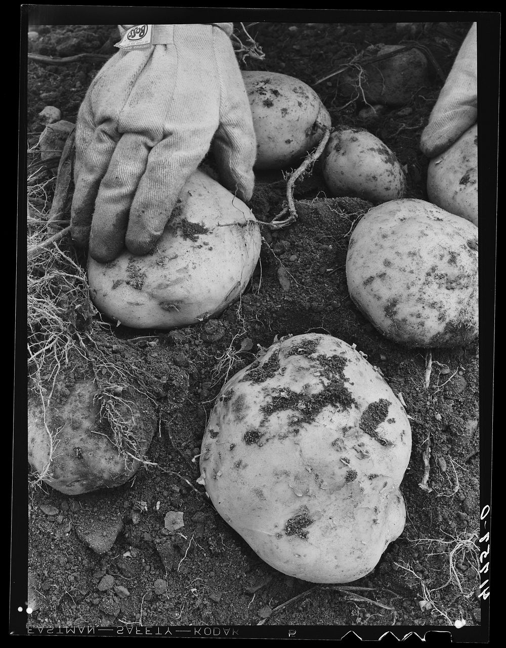 [Untitled photo, possibly related to: Aroostook potatoes of the Katahdin variety on one of the farms of the Woodman Potato…