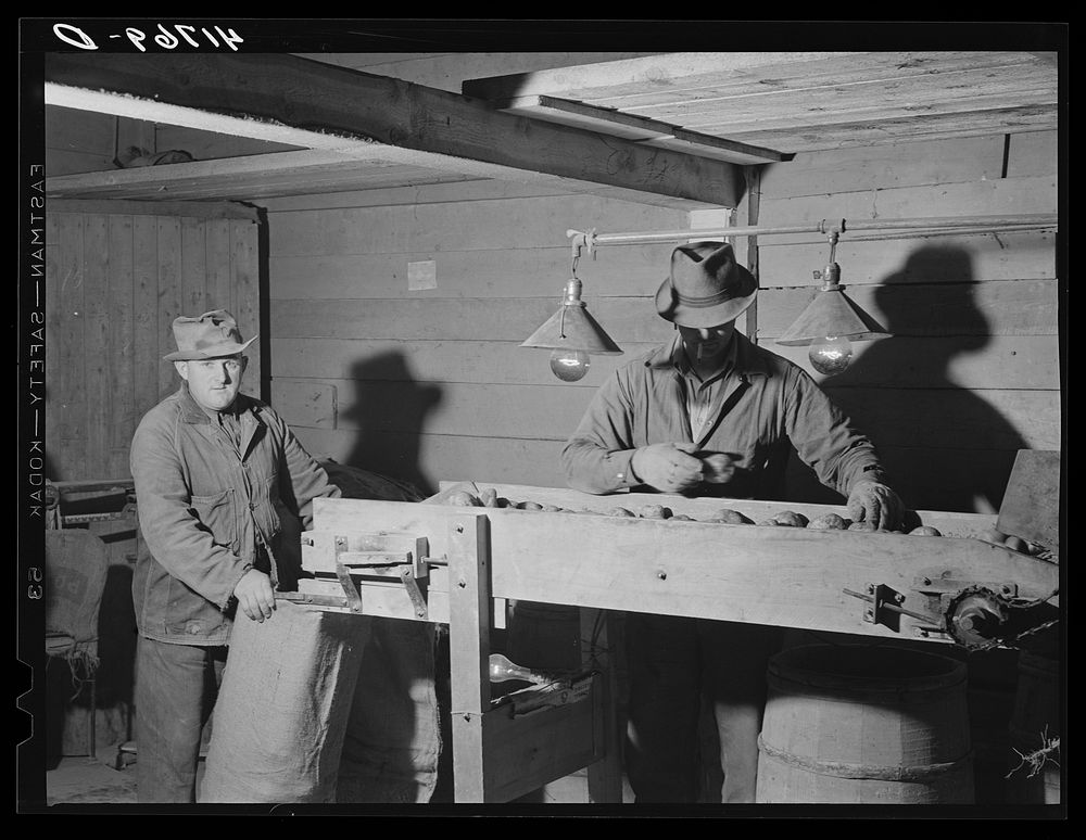 [Untitled photo, possibly related to: Workmen at the Woodman Potato Company just finishing lunch in a small room at the…