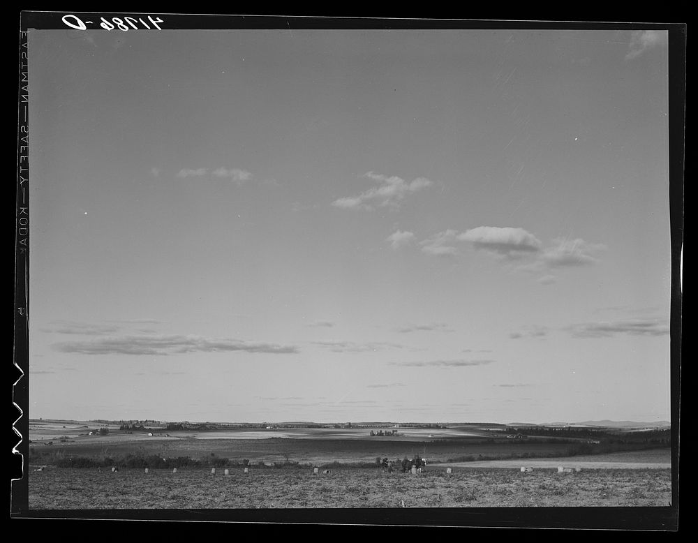 [Untitled photo, possibly related to: Potato farm near Caribou, Maine]. Sourced from the Library of Congress.