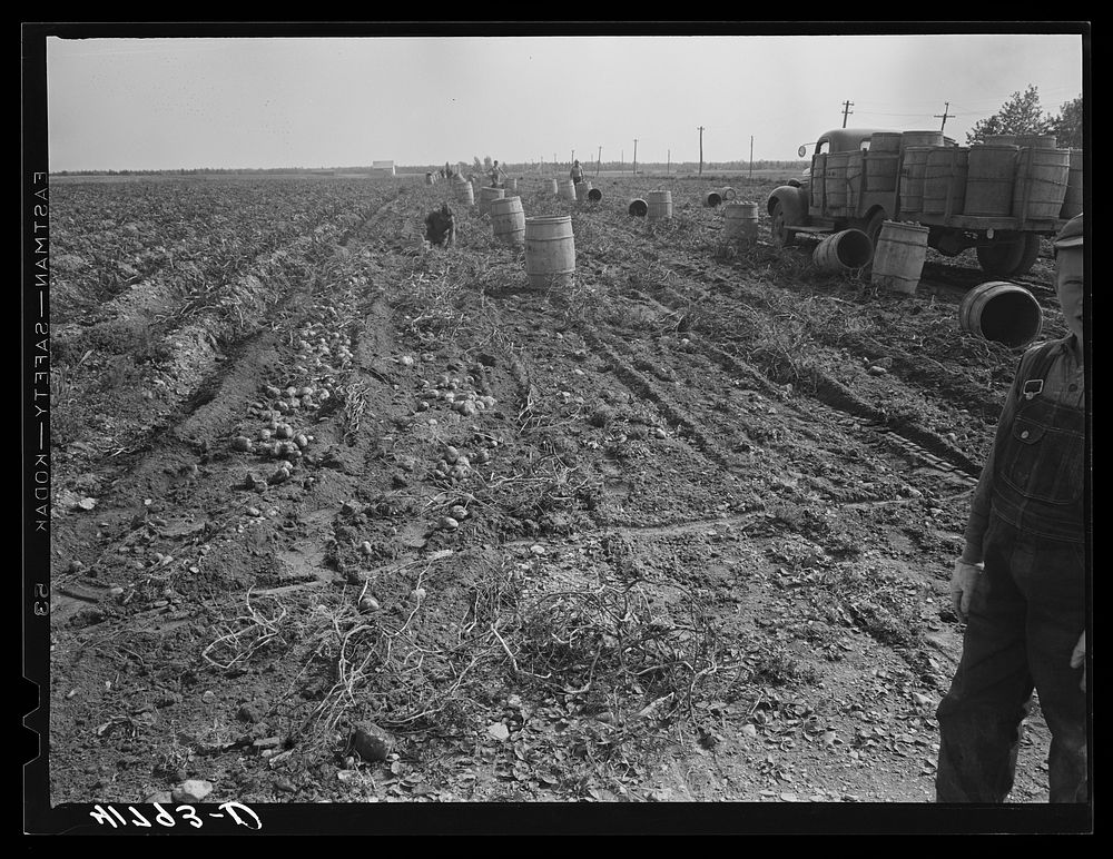 [Untitled photo, possibly related to: Gathering potatoes of one of the farms off the Woodman Potato Company. On the right a…