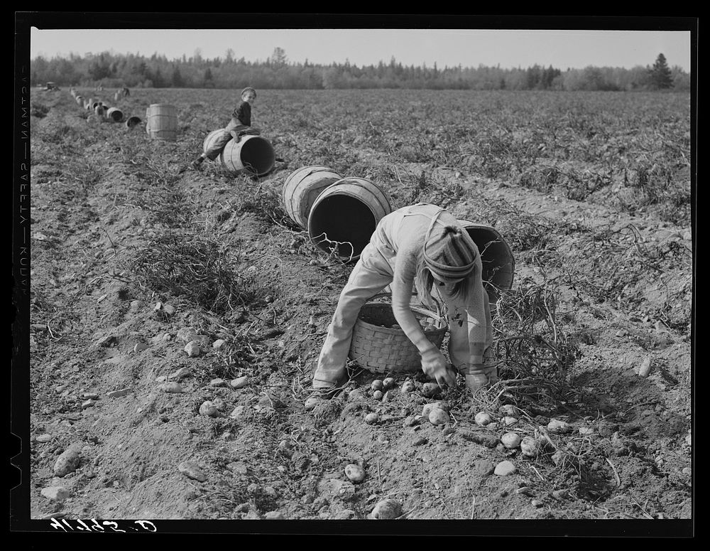 Children picking potatoes in a field near Caribou, Maine. Schools in the area did not open until the potatoes were…