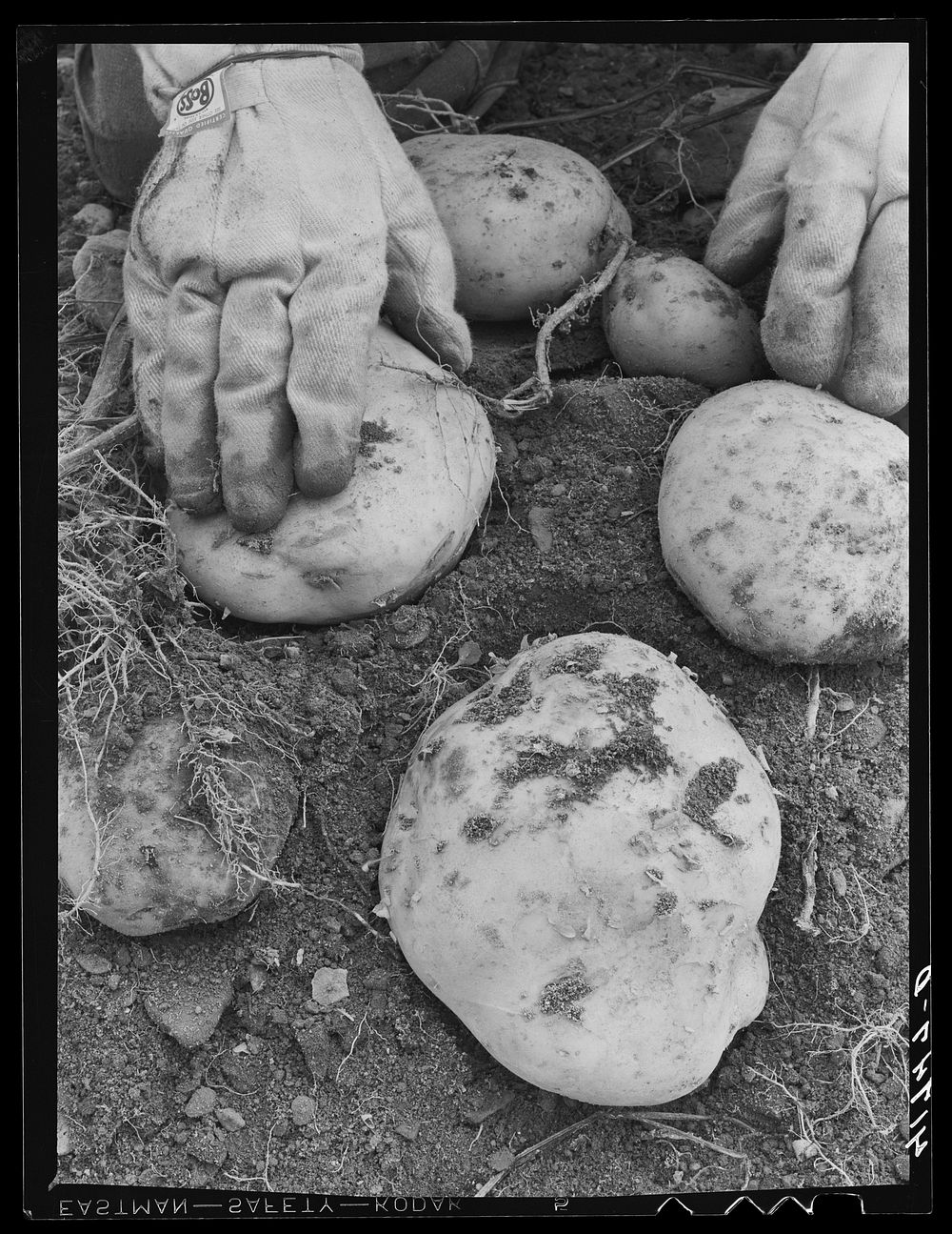 Aroostook potatoes of the Katahdin variety on one of the farms of the Woodman Potato Company near Caribou, Maine. Sourced…