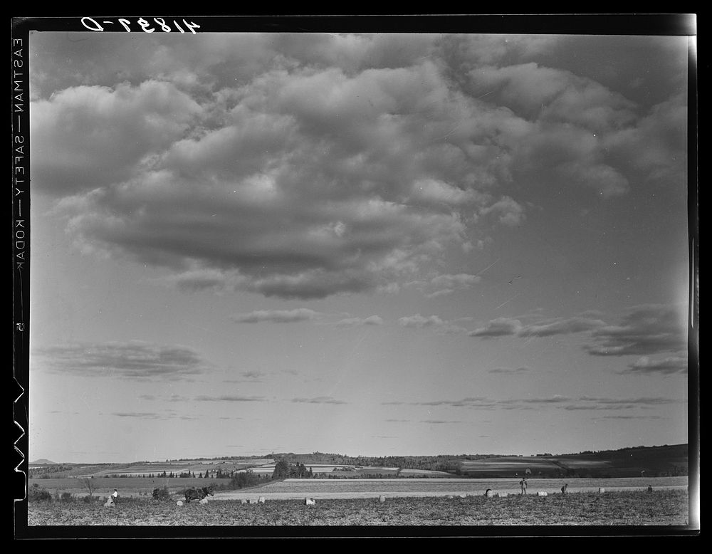 Potato farm near Caribou, Maine. Sourced from the Library of Congress.