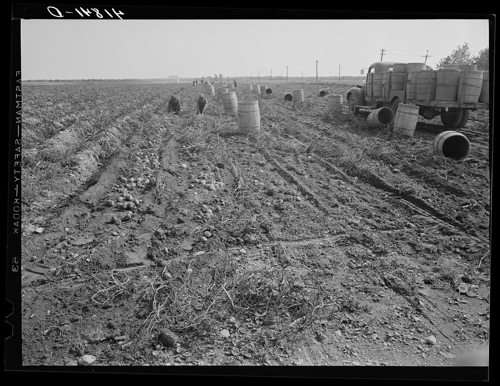 [Untitled photo, possibly related to: Truck carrying empty barrels back to the fields on one of the farms of the Woodman…
