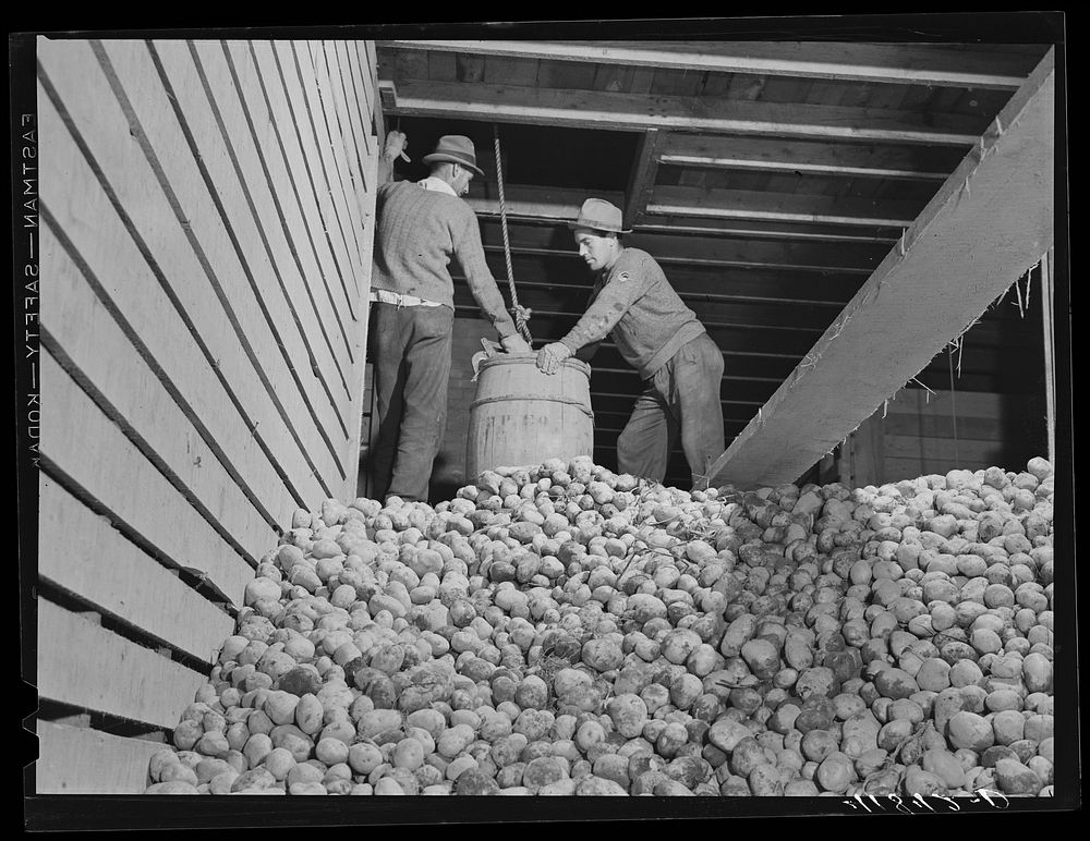 Storing potatoes at the Woodman Potato Company warehouse in Caribou, Maine. Sourced from the Library of Congress.