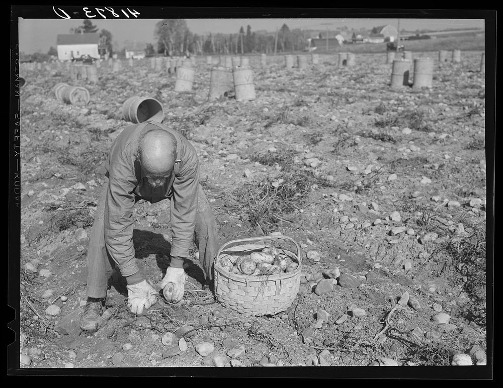 Old French potato picker on a large farm near Caribou, Maine. Sourced from the Library of Congress.