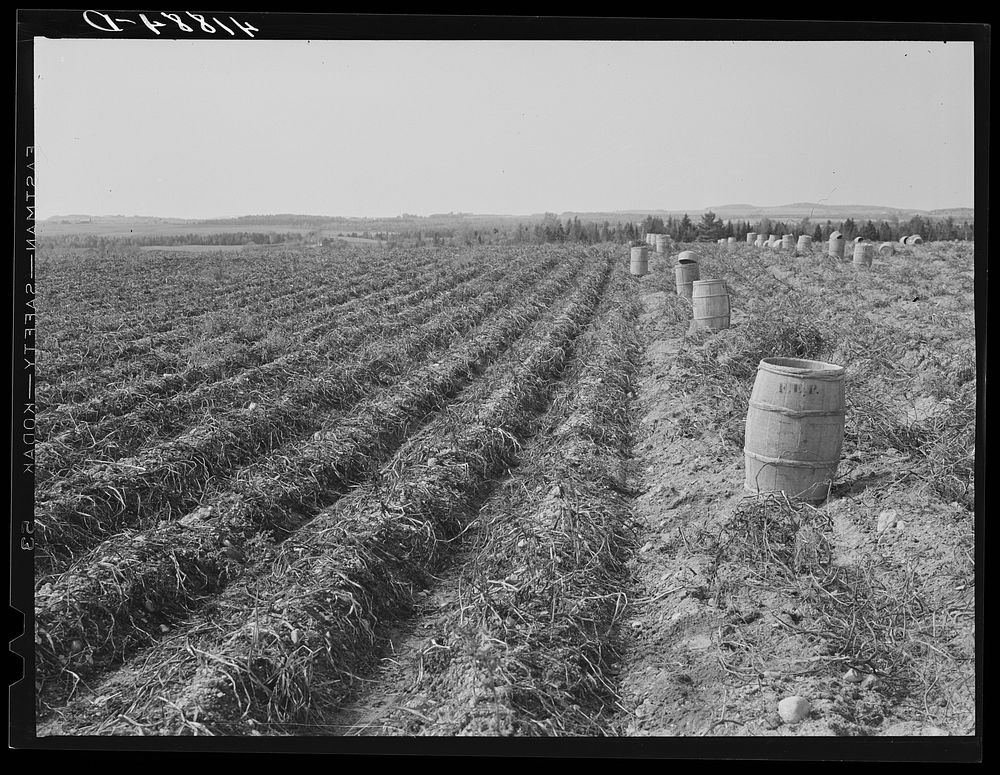 [Untitled photo, possibly related to: Tractor-drawn potato digger in a field near Caribou, Maine]. Sourced from the Library…