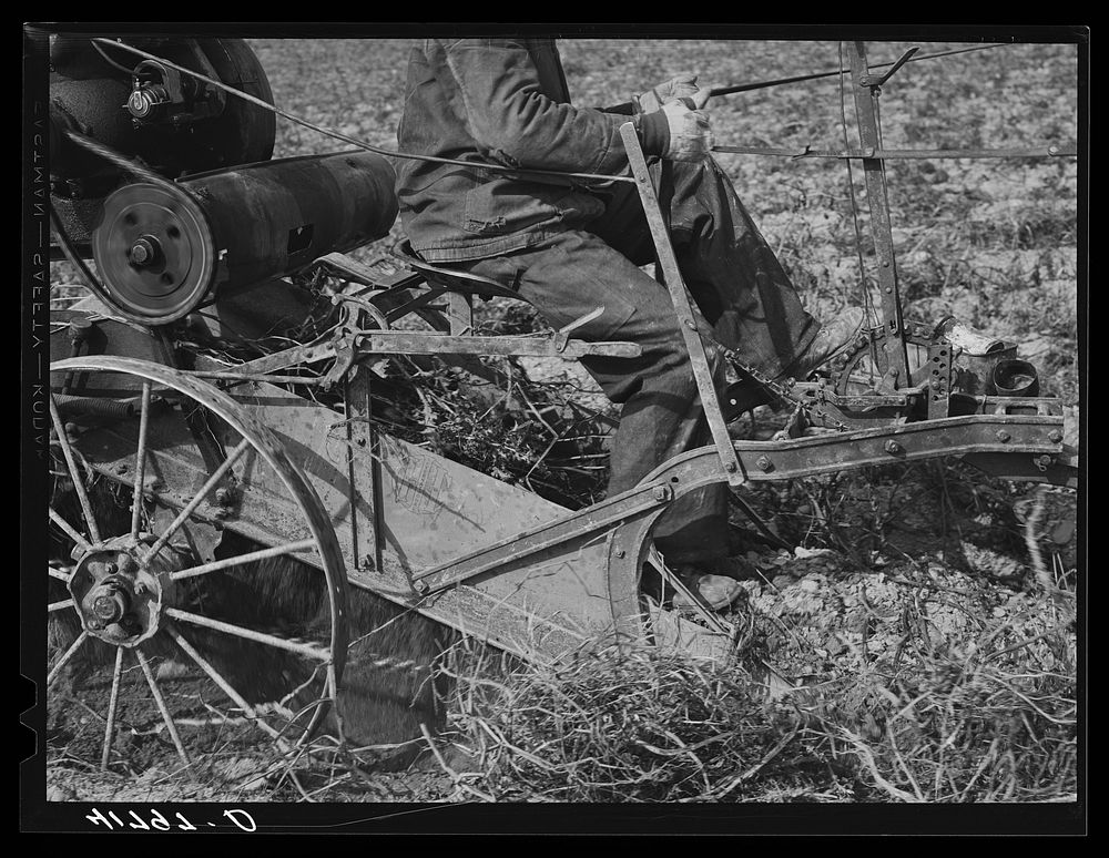 Section of a potato digger in action (front) on a farm near Caribou, Maine. Sourced from the Library of Congress.